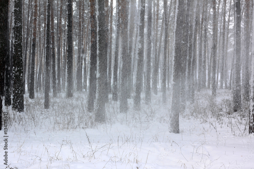 Snow covered pine trees in winter forest. Winter forest with trees. Outdoor woods nature landscape at cold day. Cold day in snowy winter forest. Snow covered pine trees in winter forest. Winter forest with trees. Outdoor woods nature landscape at cold day. Cold day in snowy winter forest.