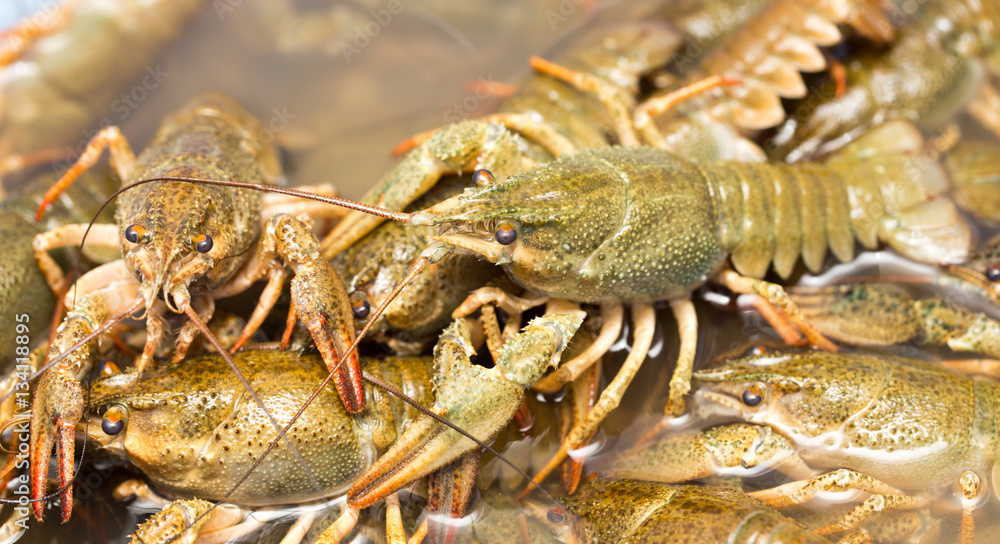 Live crayfish in the water as a background Live crayfish in the water as a background