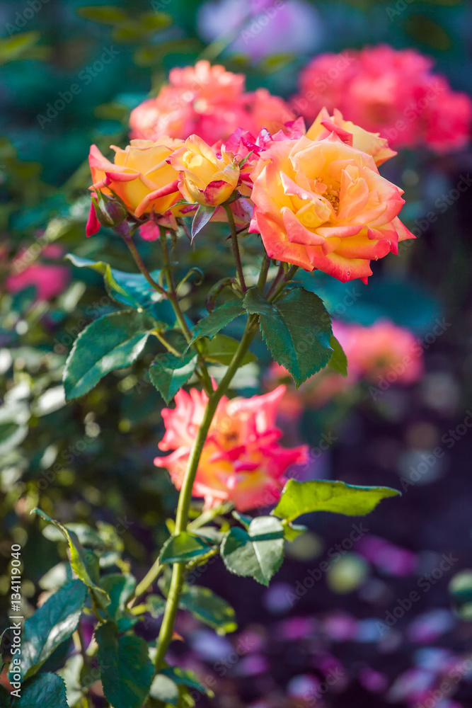 Fresh flower garden on spring time at countryside
Fresh flower garden on spring time at countryside