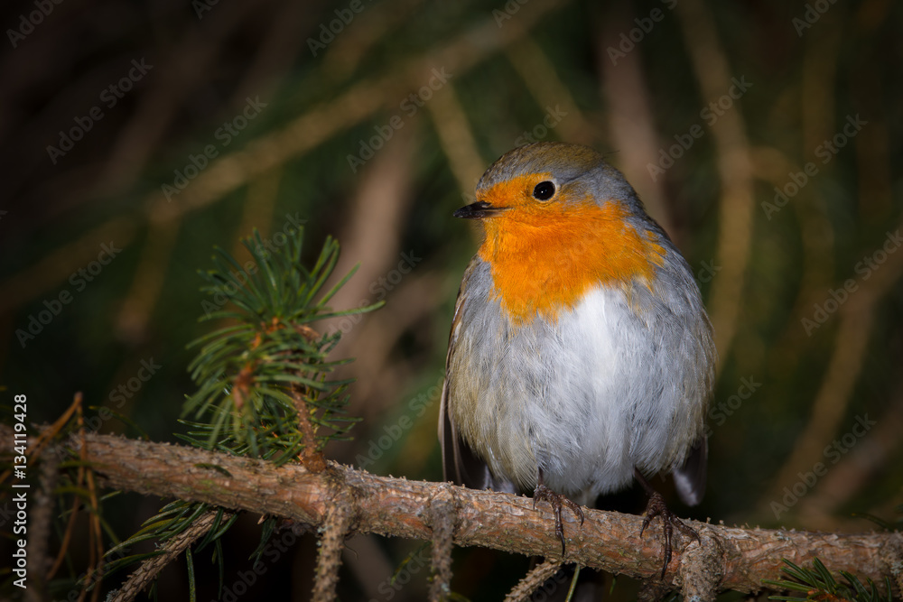 Fototapeta premium Rouge-gorge 