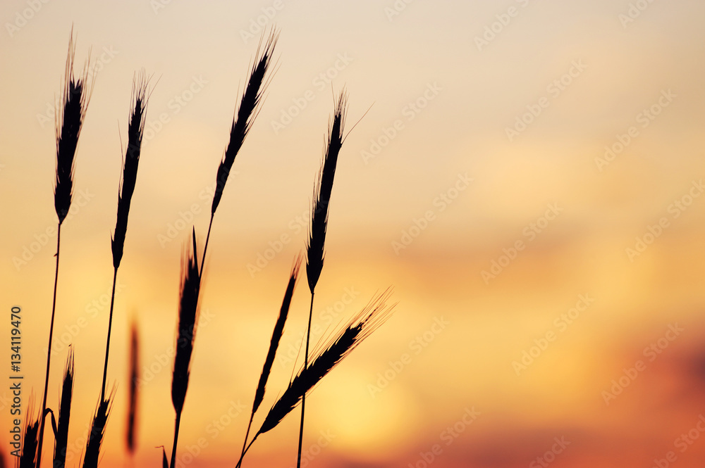 foxtail grass against dusk sunlight sky