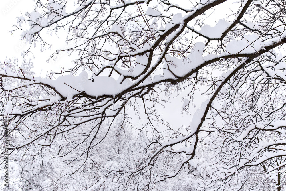 Winter season. Trees covered with snow. Winter season. Trees covered with snow.
