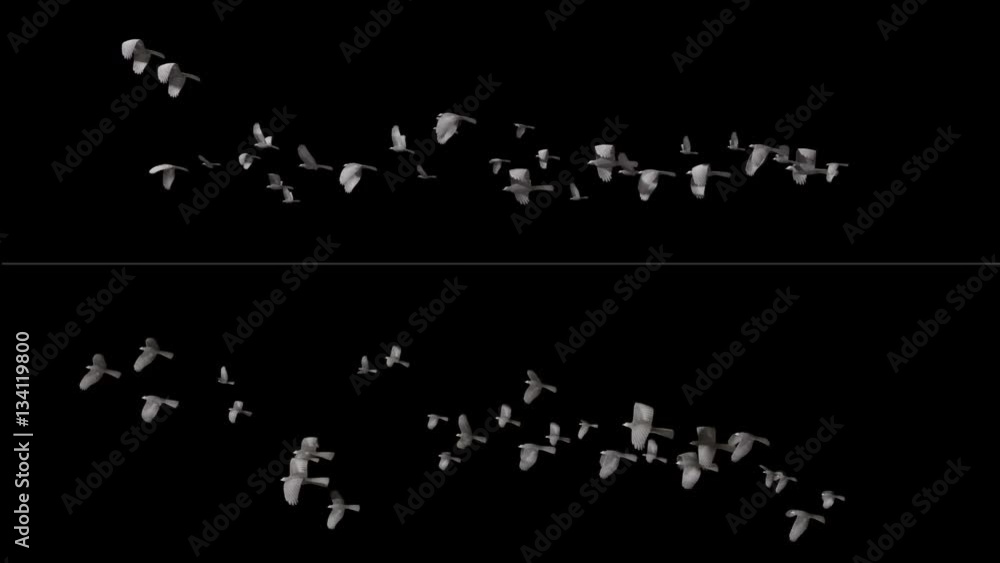 Flying birds. A flock of birds flying in different perspectives. File has alpha channel that allows separate objects from the black background. Ideal for use against the sky, landscape movie or other Flying birds. A flock of birds flying in different perspectives. File has alpha channel that allows separate objects from the black background. Ideal for use against the sky, landscape movie or other