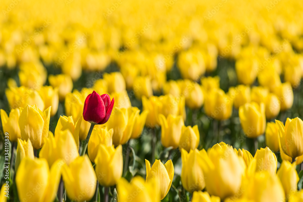 A red tulip is standing in a field of yellow tulips A red tulip is standing in a field of yellow tulips