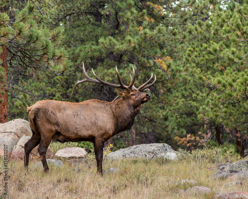 Bull Elk  Rocky Mountain National Park  CO