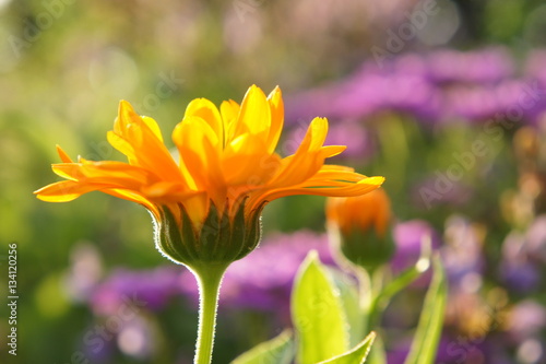 Ringelblume  Calendula officinalis  Heilpflanze