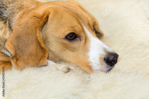 Cute Beagle dog lying on the carpet