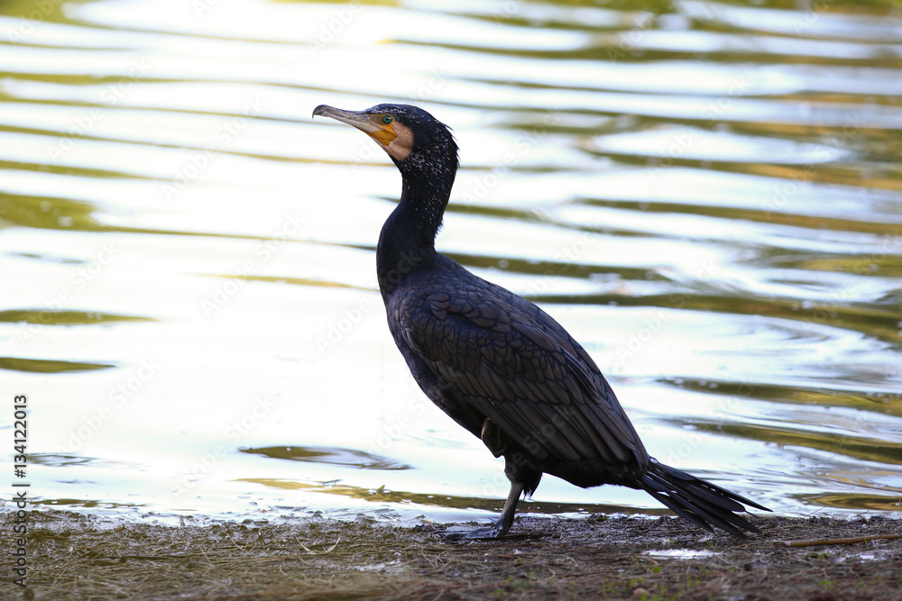 Obraz premium Great cormorant