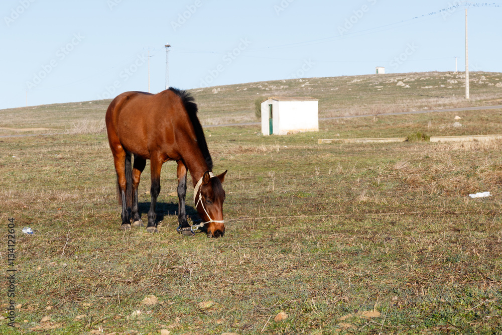 Naklejka premium caballo pastando