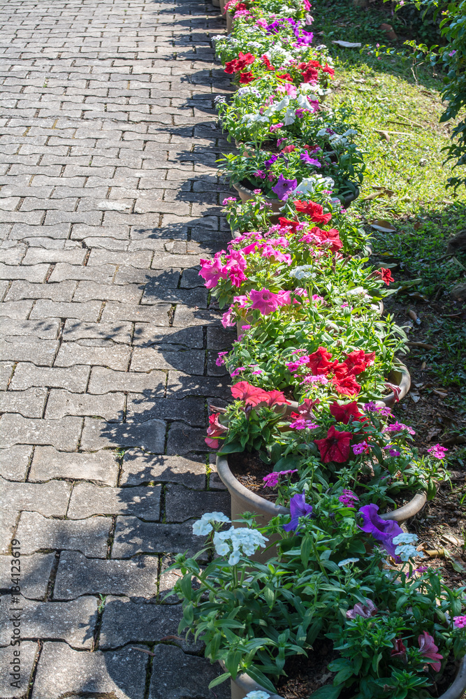 Colorful flowers are in beautiful garden Colorful flowers are in beautiful garden