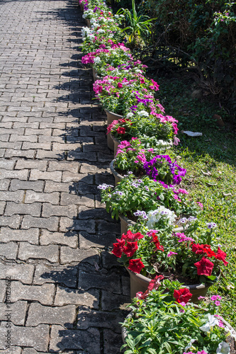 Colorful flowers are in beautiful garden