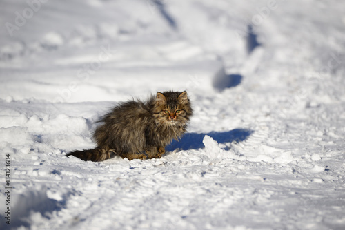 Cute kitten in the snowy garden