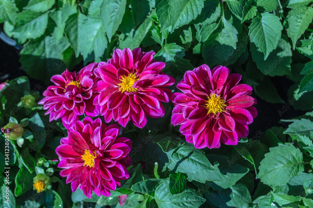 Colorful flowers are in beautiful garden