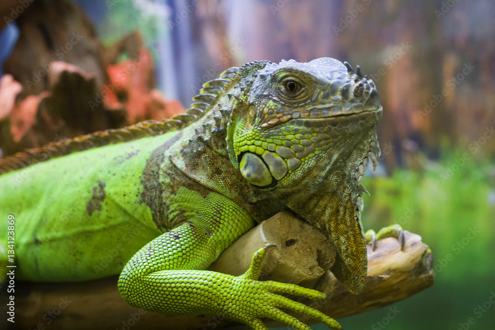Fototapeta premium The iguana