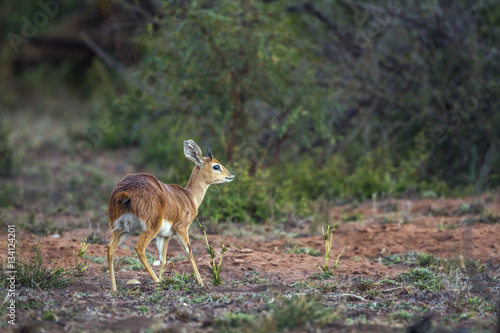 Steenbok in Kruger National park, South Africa © PACO COMO