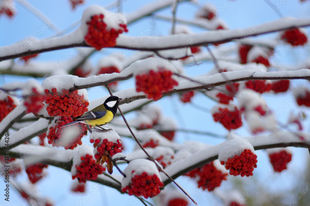 Tit sitting on a branch of rowan Tit sitting on a branch of rowan
