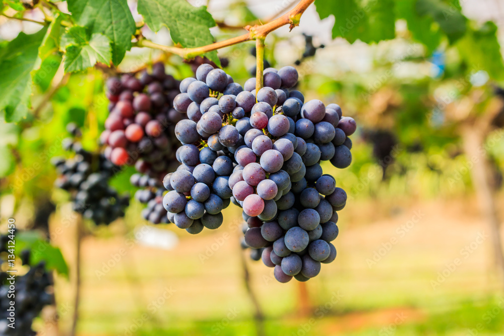  large bunches of red wine grapes hang from a vine, warm backgro