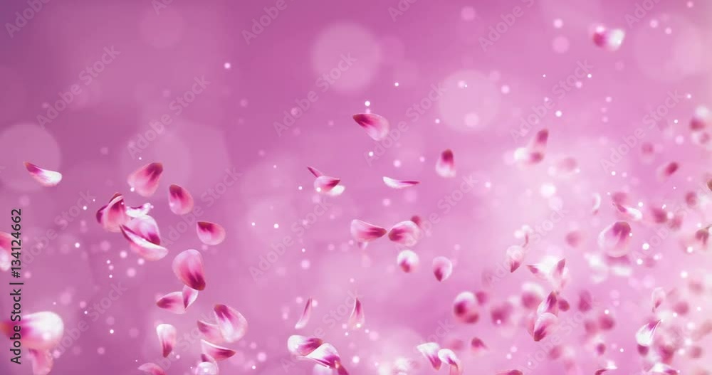 Flying Romantic Red Pink Rose Sakura Flower Petals Falling Placeholder For St. Valentine's Day, Mother's Day, wedding anniversary greeting cards, wedding invitation or birthday e-card Loop 4k Flying Romantic Red Pink Rose Sakura Flower Petals Falling Placeholder For St. Valentine's Day, Mother's Day, wedding anniversary greeting cards, wedding invitation or birthday e-card Loop 4k