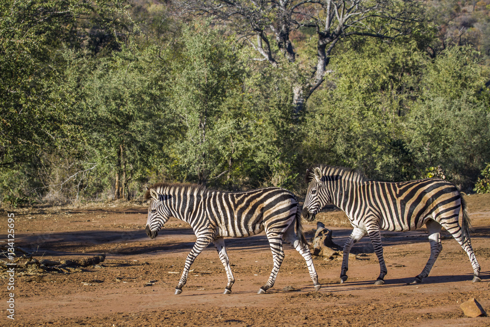 Obraz premium Plains zebra in Kruger National park, South Africa