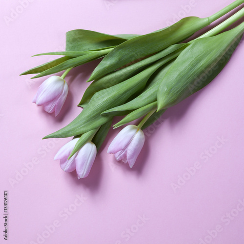 pink tulips flowers arrangement on pink background. Copyspace