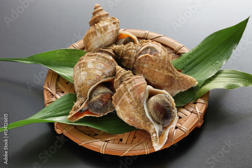 tsubu gai, ezo neptune, japanese whelk, neptunea polycostata scarlato photo