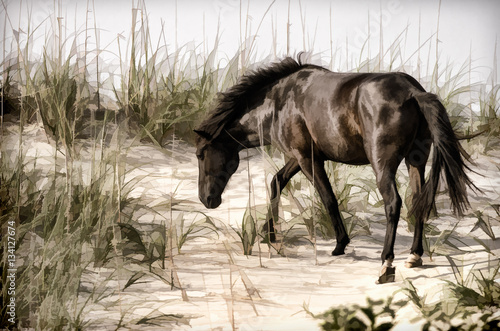 Wild Pony on the Dunes