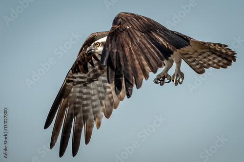 Osprey in Flight