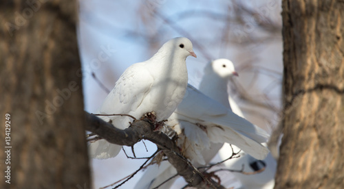 white dove on the tree in nature