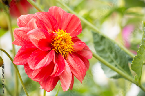 colorful of dahlia and green leaf with sun light 