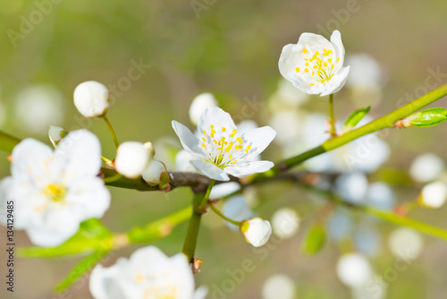 Spring blossoming white spring flowers