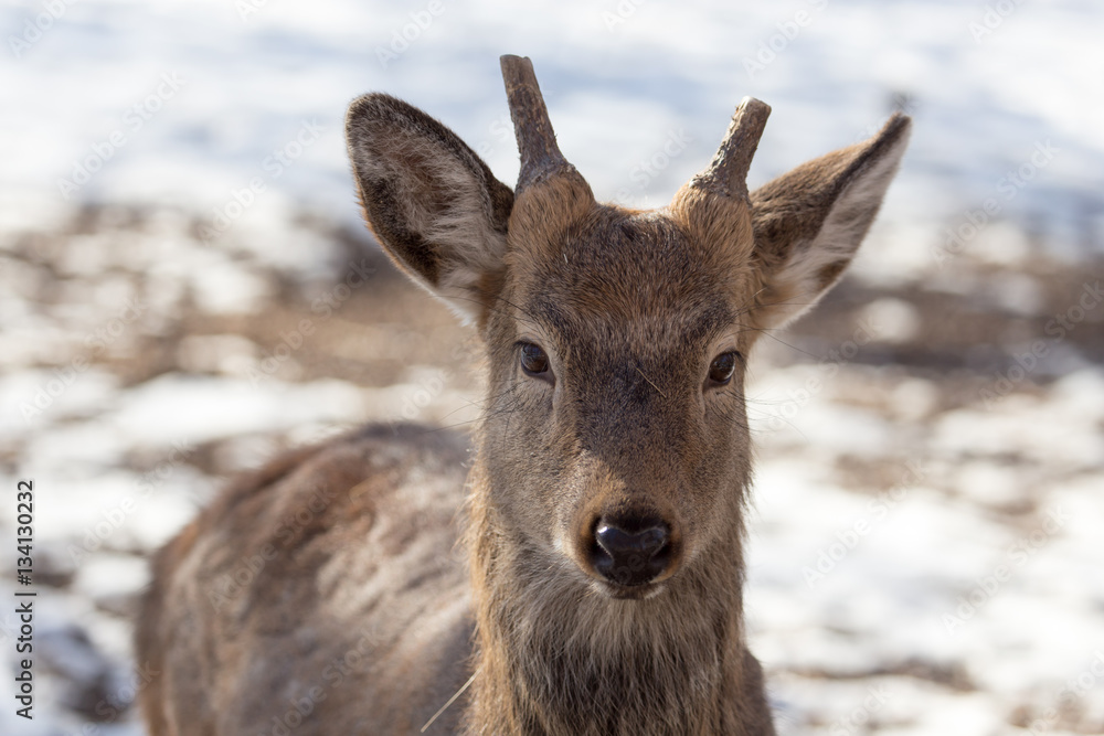 deer in the park in winter deer in the park in winter