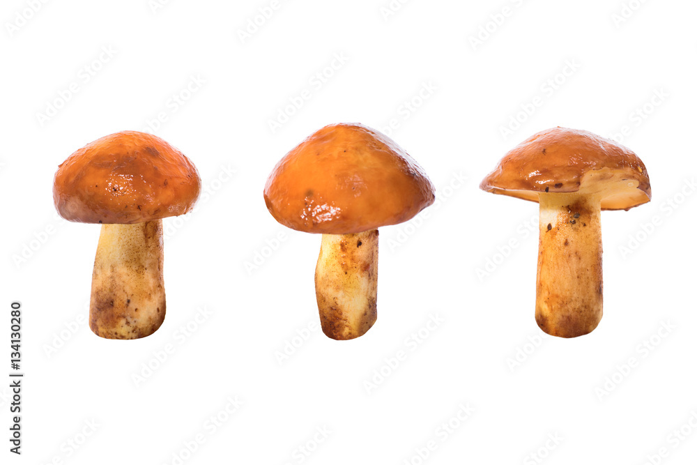 Three edible mushrooms Three edible mushrooms
