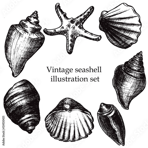 Vintage seashell illustration sketch draft set, isolated on white background. Vector illustration.