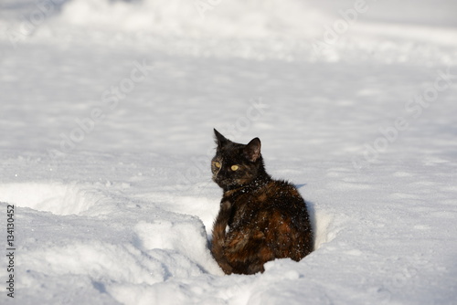 Schneefest, süße kleine dreifarbige Katze sitzt im Neuschnee