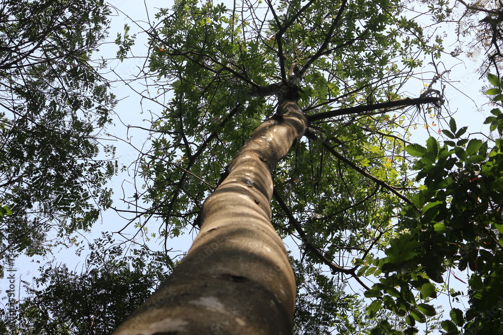 Fototapeta premium branches of tree spreading out leaves from bottom view