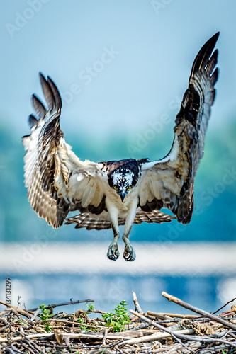 Osprey Landing on Nest