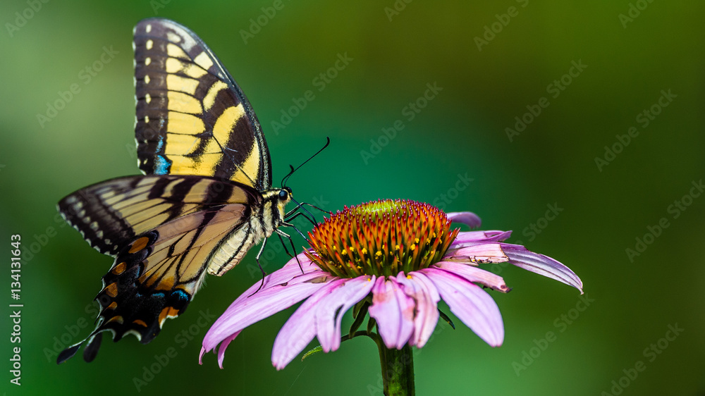 Fototapeta premium Swallowtail Butterfly and Pink Blossoms