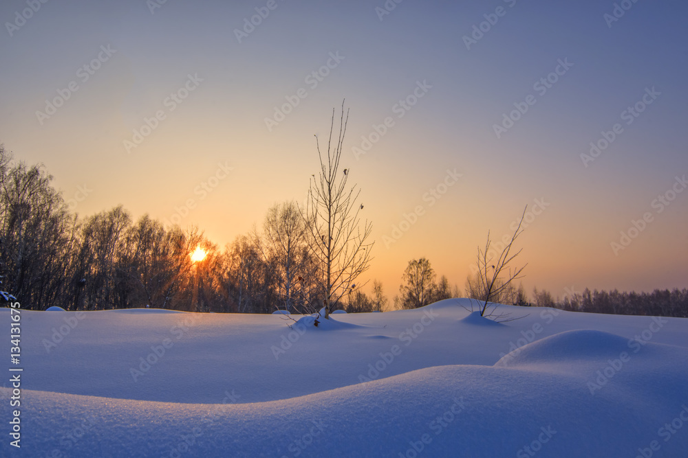 Background with winter landscape of trees and sun