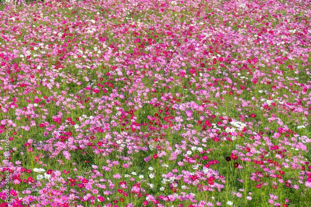 Cosmos Cosmos