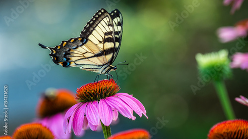 Swallowtail Butterfly and Pink Blossoms