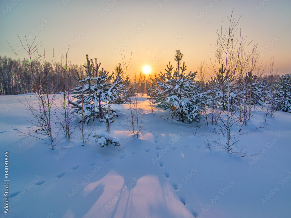 background with yang fir trees on snow ground and winter sun