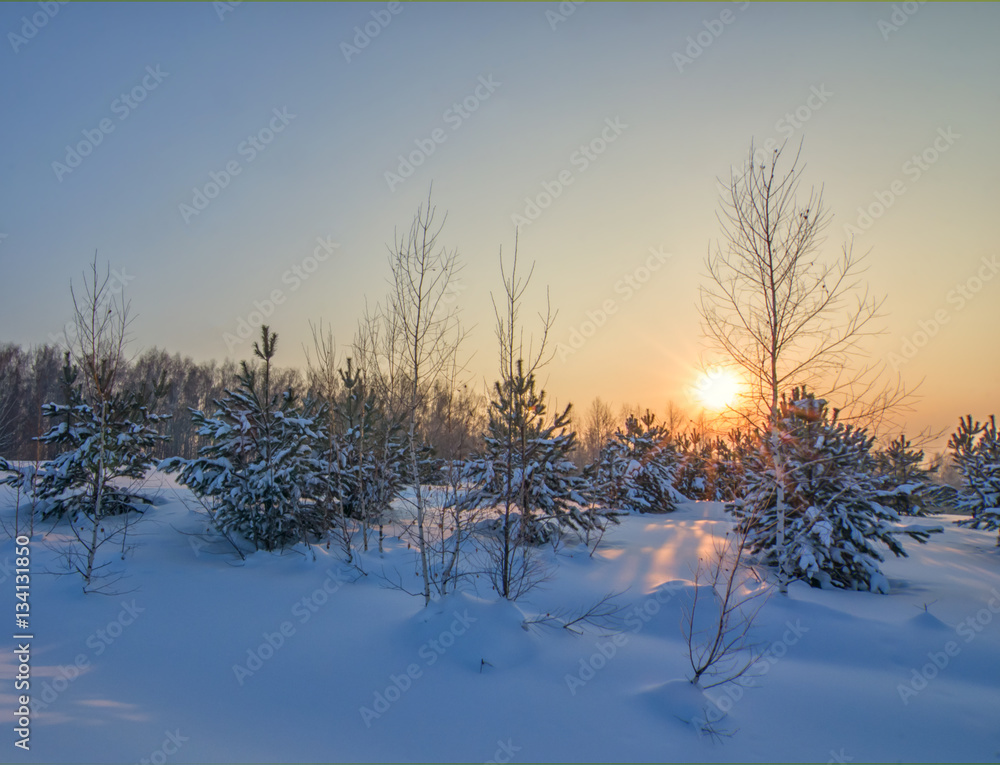 frosty winter morning in forest of young fir trees