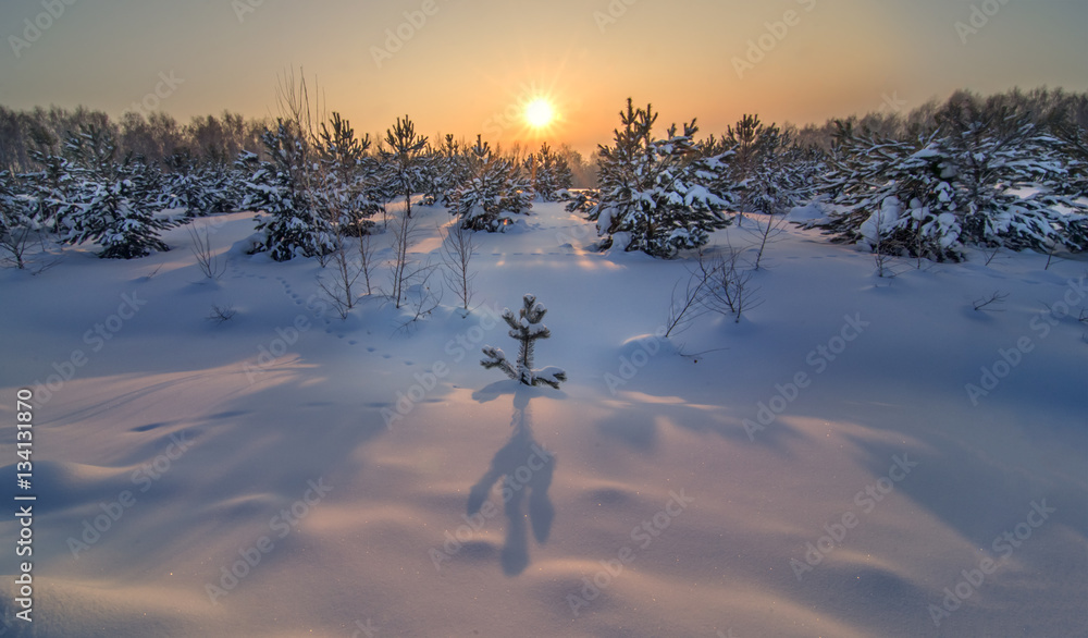 panoramic view of winter forest landscape with sundown