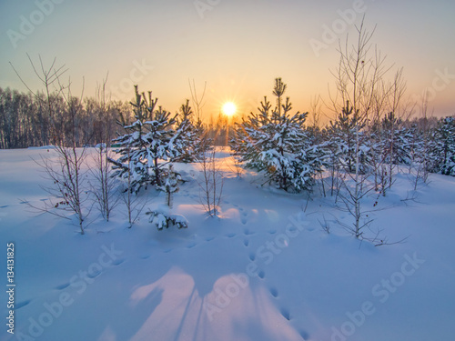 Obraz na płótnie background with yang fir trees on snow ground and winter sun w salonie
