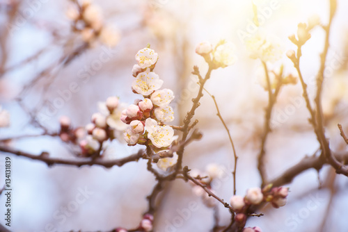 Apricot spring tree flower, seasonal floral nature background wth sun shining