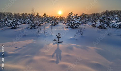Obraz na płótnie panoramic view of winter forest landscape with sundown w salonie