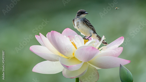 Lotus Blossom King Bird and Bee