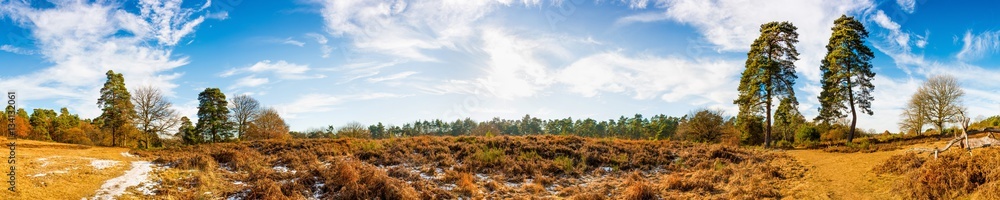Panorama einer Heidelandschaft mit Kiefern bei Sonnenschein Panorama einer Heidelandschaft mit Kiefern bei Sonnenschein