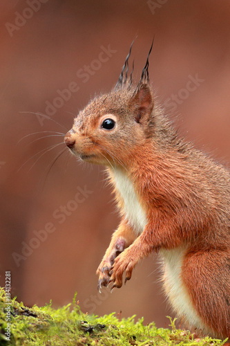 Red Squirrel with wet tuffs