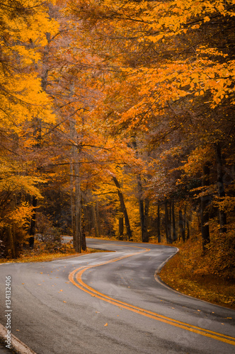 Road Through the Trees